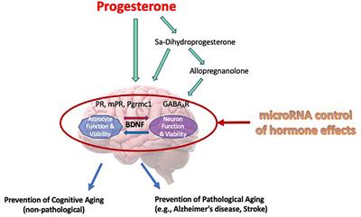 Brain-derived neuerotrophic factor and related mechanisms that mediate and influence progesterone-induced neuroprotection